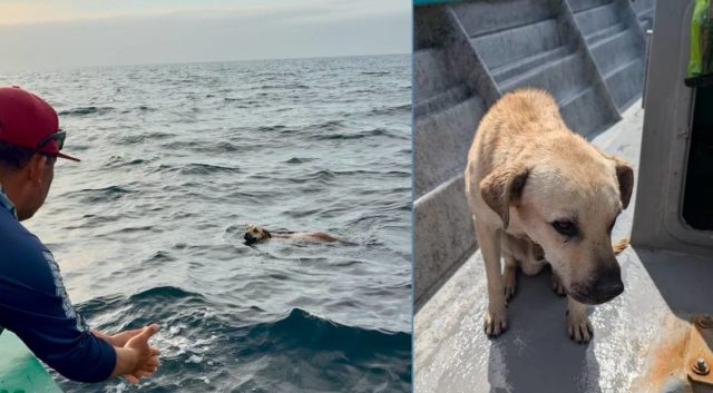 mexico_rescued_dog