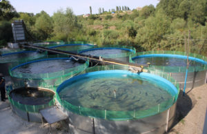 Forel balığı istehsalına maraq artır – FOTO