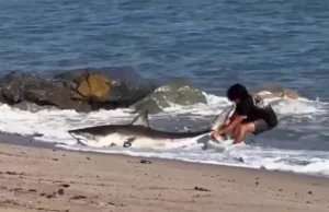 Köpəkbalığının öldürülməsi qərarı