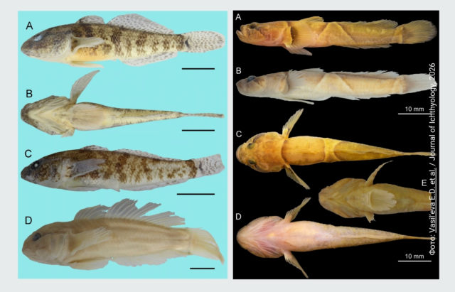 fish_1400 (1)